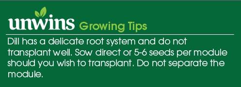 Dill Seeds Unwins Growing Tips